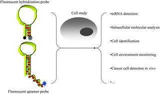 Graphical abstract: Recent advances in fluorescent nucleic acid probes for living cell studies