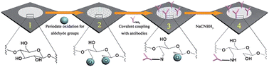 Graphical abstract: Simple and covalent fabrication of a paper device and its application in sensitive chemiluminescence immunoassay