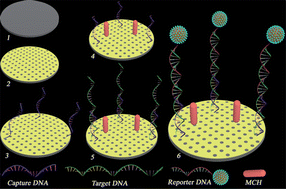Graphical abstract: Ultrasensitive electrochemiluminescence detection of DNA based on nanoporous gold electrode and PdCu@carbon nanocrystal composites as labels