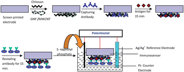 Graphical abstract: Synergic effect of multi-walled carbon nanotubes and gold nanoparticles towards immunosensing of ricin with carbon nanotube–gold nanoparticles–chitosan modified screen printed electrode