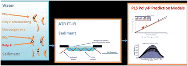 Graphical abstract: Quantitative determination of polyphosphate in sediments using Attenuated Total Reflectance-Fourier Transform Infrared (ATR-FTIR) spectroscopy and partial least squares regression