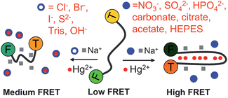 Graphical abstract: Dissecting the effect of anions on Hg2+ detection using a FRET based DNA probe