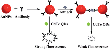 Graphical abstract: Homogeneous fluorescence-based immunoassay via inner filter effect of gold nanoparticles on fluorescence of CdTe quantum dots