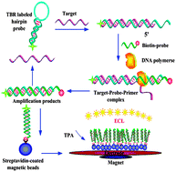 Graphical abstract: Amplified electrochemiluminescence detection of nucleic acids by hairpin probe-based isothermal amplification