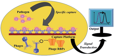 Graphical abstract: Bacteriophage based probes for pathogen detection