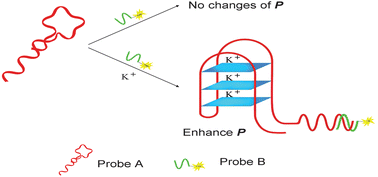 Graphical abstract: Ultrasensitive detection of potassium ions based on target induced DNA conformational switch enhanced fluorescence polarization