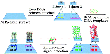 Graphical abstract: DNA microarray fabricated on poly(acrylic acid) brushes-coated porous silicon by in situ rolling circle amplification