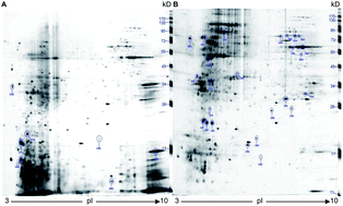 Graphical abstract: Comparative proteomic analysis of drug sodium iron chlorophyllin addition to Hep 3B cell line