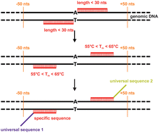 Graphical abstract: A novel amplification strategy for genotyping with liquid chromatography-electrospray ionization mass spectrometry