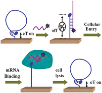 Graphical abstract: Switchable ‘on–off–on’ electrochemical technique for direct detection of survivin mRNA in living cells