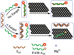 Graphical abstract: Highly sensitive, selective, and rapid fluorescence Hg2+ sensor based on DNA duplexes of poly(dT) and graphene oxide