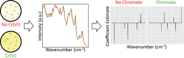 Graphical abstract: Surface enhanced Raman spectroscopy (SERS) for the discrimination of Arthrobacter strains based on variations in cell surface composition