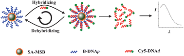 Graphical abstract: Signal amplification based on DNA hybridization–dehybridization reaction on the surface of magnet submicrobeads for ultrasensitive DNA detection