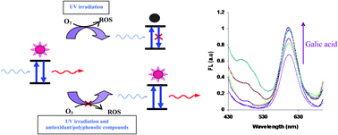 Graphical abstract: Antioxidant activity assay based on the inhibition of oxidation and photobleaching of l-cysteine-capped CdTe quantum dots