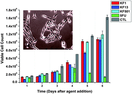 Graphical abstract: Investigating cellular responses to novel chemotherapeutics in renal cell carcinoma using SR-FTIR spectroscopy