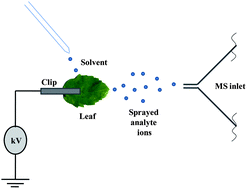 Graphical abstract: Rapid identification of molecular changes in tulsi (Ocimum sanctum Linn) upon ageing using leaf spray ionization mass spectrometry