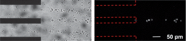 Graphical abstract: Electrokinetic focusing and separation of mammalian cells in conductive biological fluids