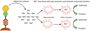 Graphical abstract: Dual signal amplification for bioassays using ion release from nanolabels and ion-activated enzyme kinetics