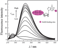 Graphical abstract: A ratiometric fluorescence recognition of guanosine triphosphate on the basis of Zn(ii) complex of 1,4-bis(imidazol-1-ylmethyl) benzene
