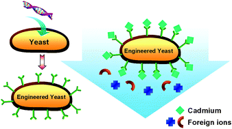 Graphical abstract: Highly selective preconcentration of ultra-trace cadmium by yeast surface engineering