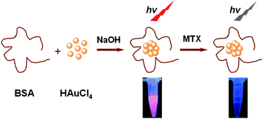 Graphical abstract: Protein-templated gold nanoclusters as fluorescence probes for the detection of methotrexate