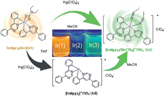 Graphical abstract: Phosphorescent chemosensor for Hg2+ and acetonitrile based on iridium(iii) complex