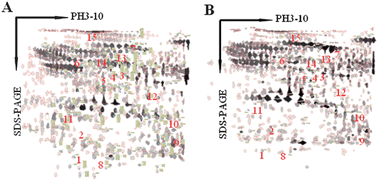 Graphical abstract: Network generation enhances interpretation of proteomics data sets by a combination of two-dimensional polyacrylamide gel electrophoresis and matrix-assisted laser desorption/ionization-time of flight mass spectrometry