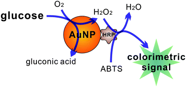 Graphical abstract: Gold nanoparticles-based nanoconjugates for enhanced enzyme cascade and glucose sensing