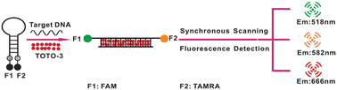 Graphical abstract: Tricolour fluorescence detection of sequence-specific DNA with a new molecular beacon and a nucleic acid dye TOTO-3