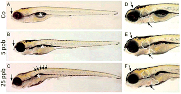 Graphical abstract: Analysis of protein expression in developmental toxicity induced by MeHg in zebrafish