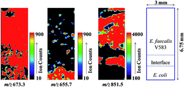 Graphical abstract: Identification and imaging of peptides and proteins on Enterococcus faecalis biofilms by matrix assisted laser desorption ionization mass spectrometry