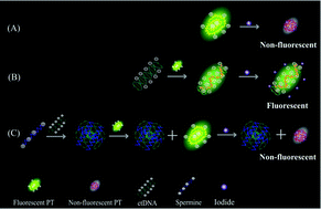 Graphical abstract: Calf thymus DNA-stabilized polythiophene fluorescence probe for label-free detection of spermine