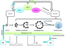 Graphical abstract: A CE–LIF method to monitor autophagy by directly detecting LC3 proteins in HeLa cells