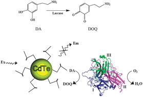 Graphical abstract: A novel quantum dot–laccase hybrid nanobiosensor for low level determination of dopamine