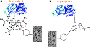 Graphical abstract: Fine-tuning the specificity of boronate affinity monoliths toward glycoproteins through pH manipulation