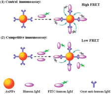 Graphical abstract: Gold nanoparticles-based fluorescence resonance energy transfer for competitive immunoassay of biomolecules