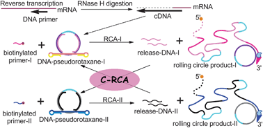 Graphical abstract: Ultrasensitive detection of mRNA extracted from cancerous cells achieved by DNA rotaxane-based cross-rolling circle amplification