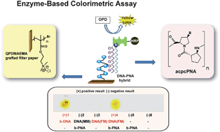 Graphical abstract: Positively charged polymer brush-functionalized filter paper for DNA sequence determination following Dot blot hybridization employing a pyrrolidinyl peptide nucleic acid probe