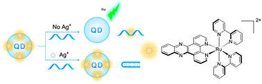 Graphical abstract: Label-free fluorescent DNA sensor for the detection of silver ions based on molecular light switch Ru complex and unmodified quantum dots