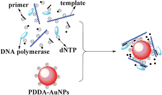 Graphical abstract: Effect of surface charge of PDDA-protected gold nanoparticles on the specificity and efficiency of DNA polymerase chain reaction