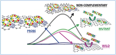 Graphical abstract: An insight into the hybridization mechanism of hairpin DNA physically immobilized on chemically modified graphenes