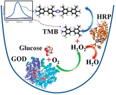 Graphical abstract: Catalytic activity and stability of glucose oxidase/horseradish peroxidase co-confined in macroporous silica foam