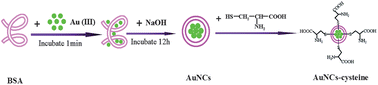 Graphical abstract: Selective determination of cysteine using BSA-stabilized gold nanoclusters with red emission