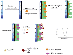 Graphical abstract: Sensing of glycoprotein via a biomimetic sensor based on molecularly imprinted polymers and graphene–Au nanoparticles