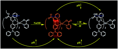 Graphical abstract: Effect of pH on the photophysical properties of two new carboxylic-substituted iridium(iii) complexes