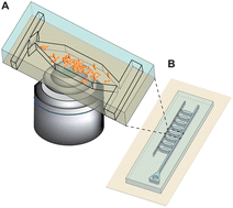 Graphical abstract: A microfluidic microbial culture device for rapid determination of the minimum inhibitory concentration of antibiotics