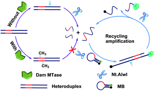 Graphical abstract: Methylation-blocked enzymatic recycling amplification for highly sensitive fluorescence sensing of DNA methyltransferase activity