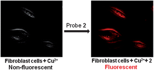 Graphical abstract: Solvent-assisted selective detection of sub-micromolar levels of Cu2+ ions in aqueous samples and live-cells