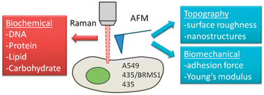 Graphical abstract: Subcellular spectroscopic markers, topography and nanomechanics of human lung cancer and breast cancer cells examined by combined confocal Raman microspectroscopy and atomic force microscopy