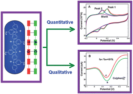 Graphical abstract: A novel dsDNA/polydiphenylamine-4-sulfonic acid electrochemical biosensor for selective detection of the toxic catechol and related DNA damage